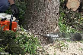 Best Tree Trimming and Pruning  in Lake Royale, NC